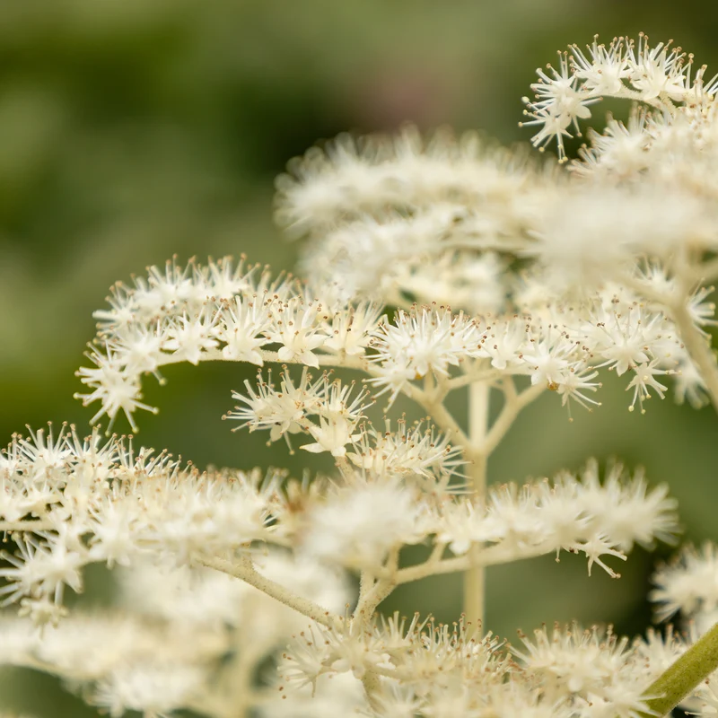Kastanienblättriges Schaublatt