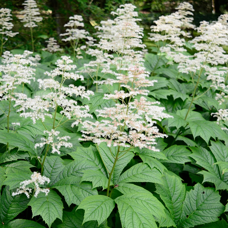 Kastanienblättriges Schaublatt
