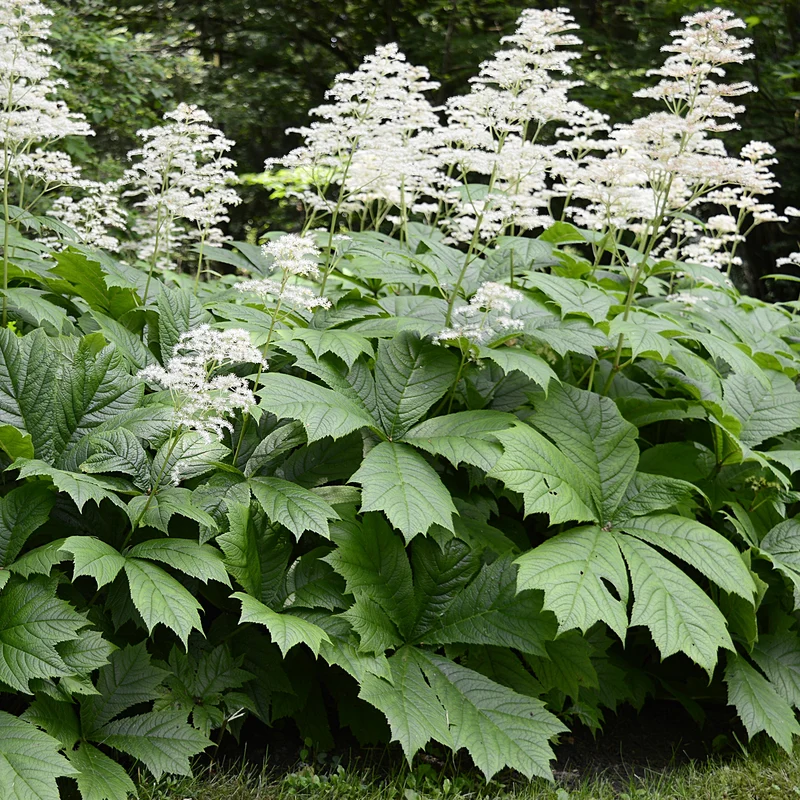 Kastanienblättriges Schaublatt