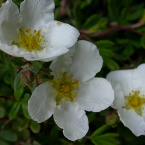 Fingerstrauch 'Abbotswood'