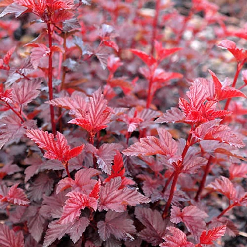 Blasenspiere 'Lady in Red'