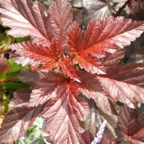 Blasenspiere 'Lady in Red'