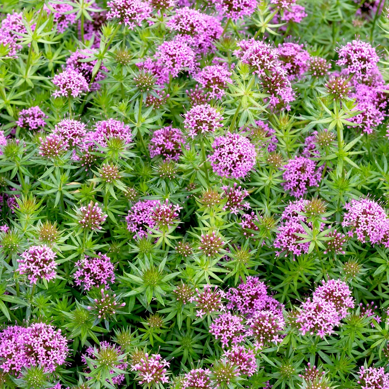 Rosenwaldmeister
