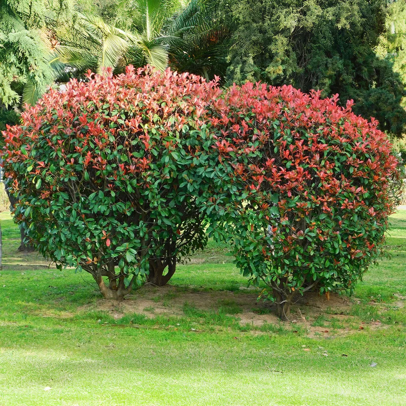 Glanzmispel 'Red Robin'