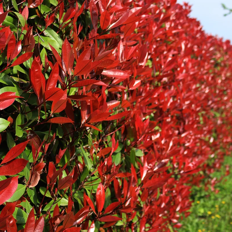 Glanzmispel 'Red Robin'