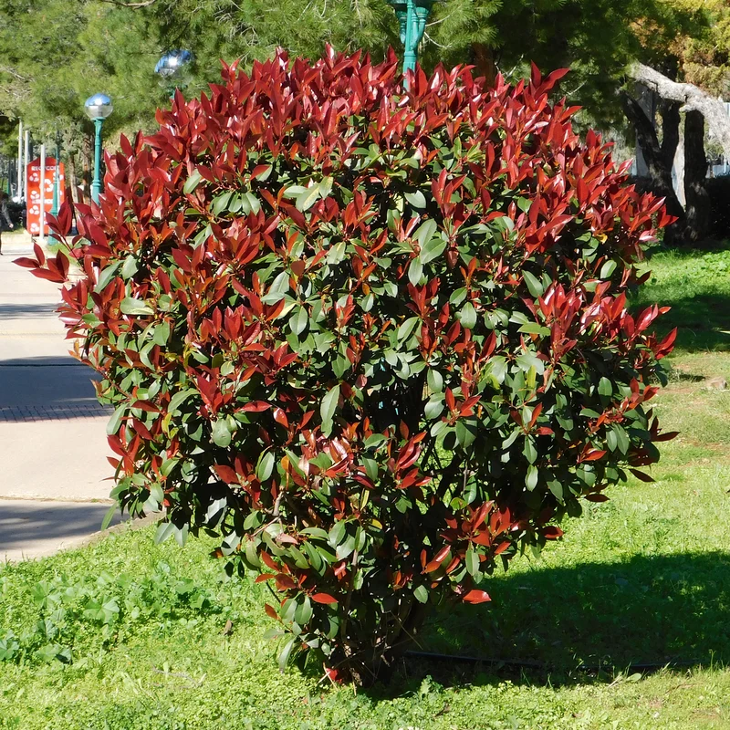 Glanzmispel 'Red Robin'