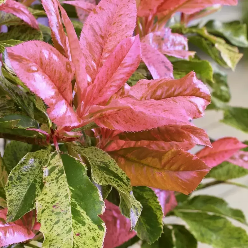 Glanzmispel 'Pink Crispy'