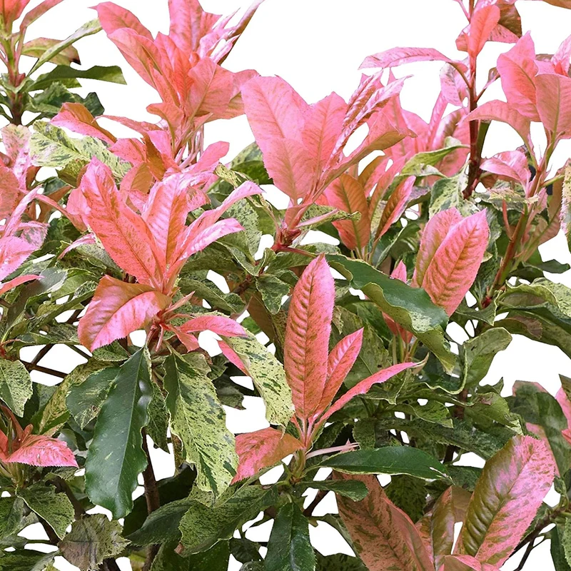 Glanzmispel 'Pink Crispy'