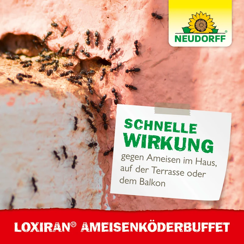 Neudorff Loxiran Ameisenköderbuffet