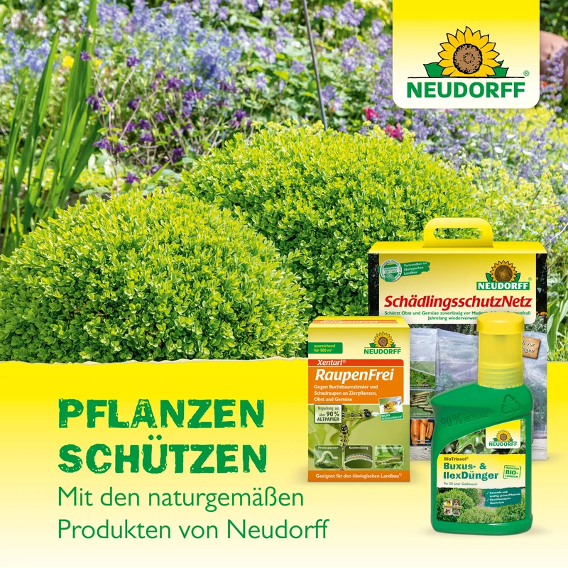 Neudorff Neudomon BuchsbaumzünslerFalle Nachfüllpack