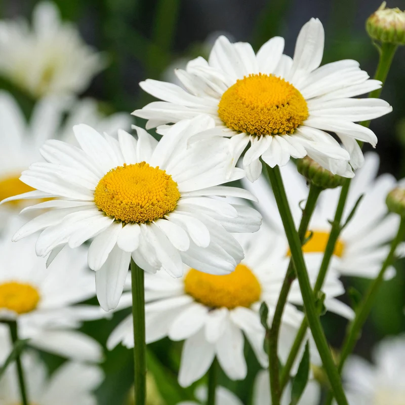 Margerite 'Snowcap'