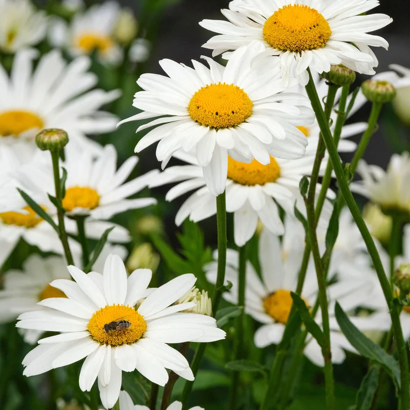 Margerite 'Snowcap'
