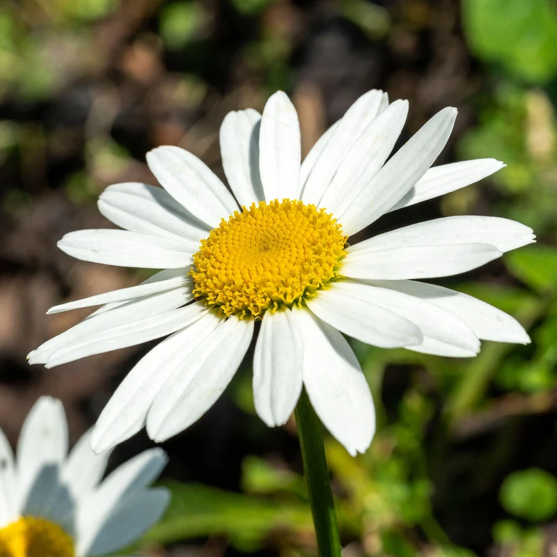 Margerite 'Snowcap'