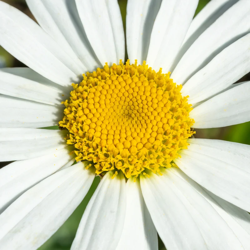 Margerite 'Snowcap'
