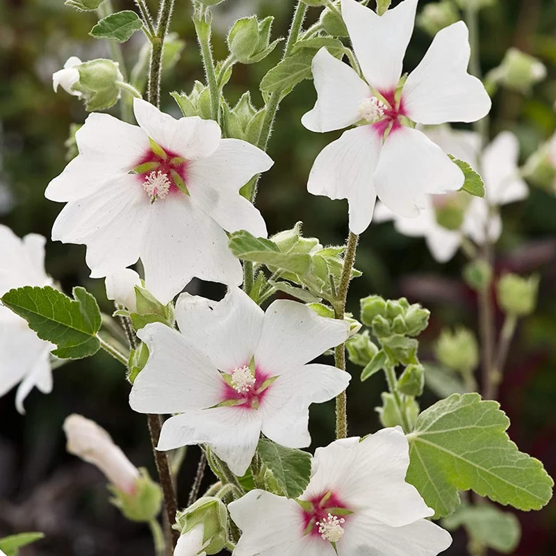 Buschmalve 'Silver Barnsley'