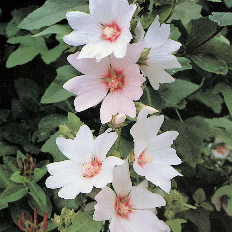Buschmalve 'Silver Barnsley'
