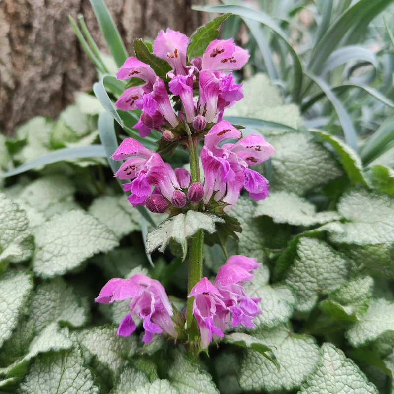 Taubnessel 'Red Nancy'