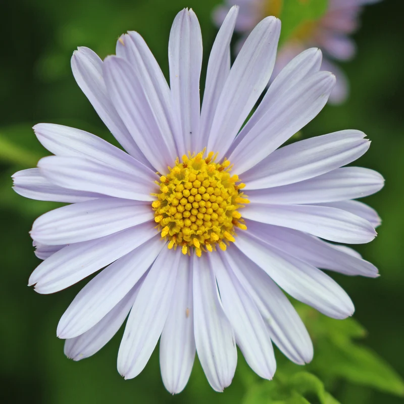 Schönaster 'Blue Star'