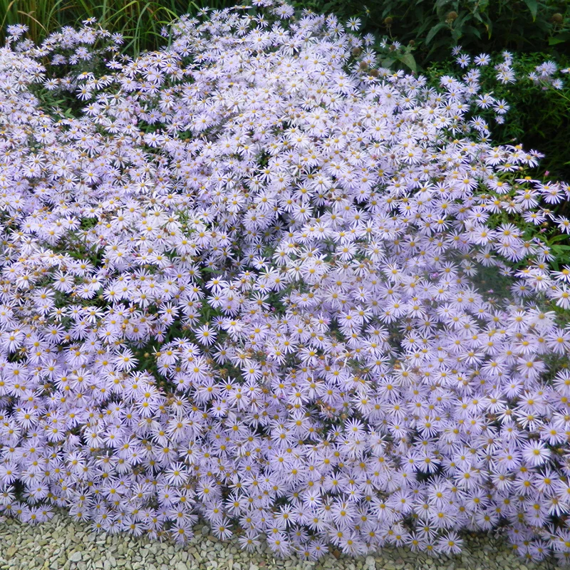 Schönaster 'Blue Star'