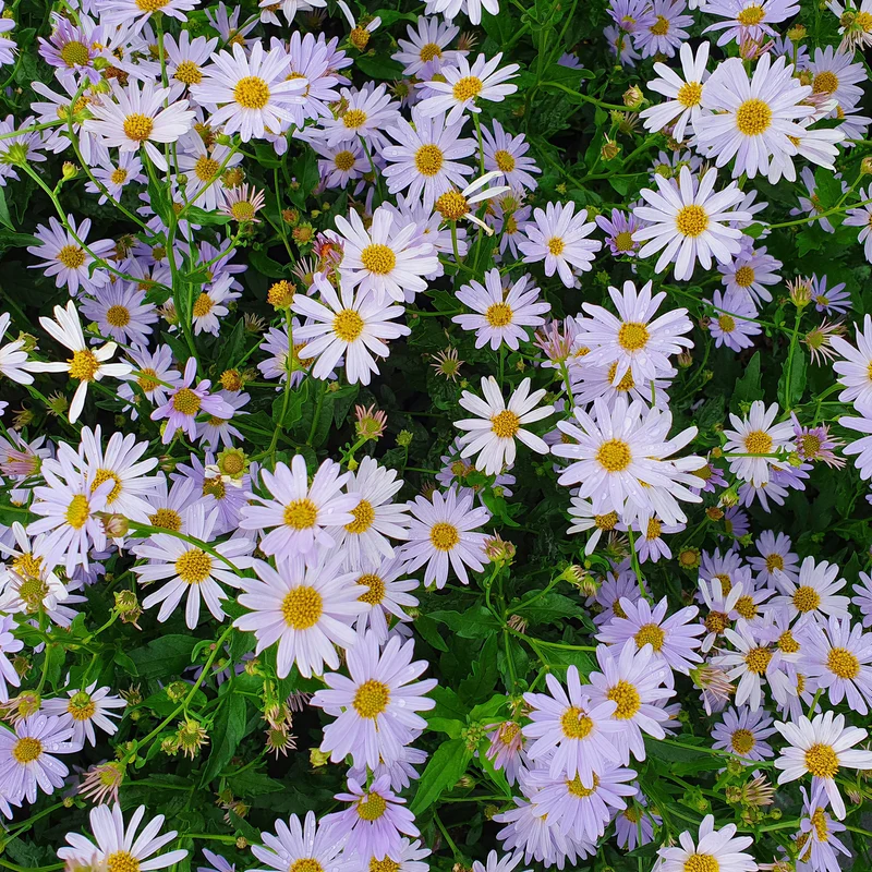 Schönaster 'Blue Star'