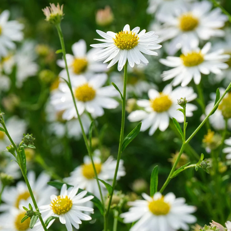 Schönaster 'Alba'