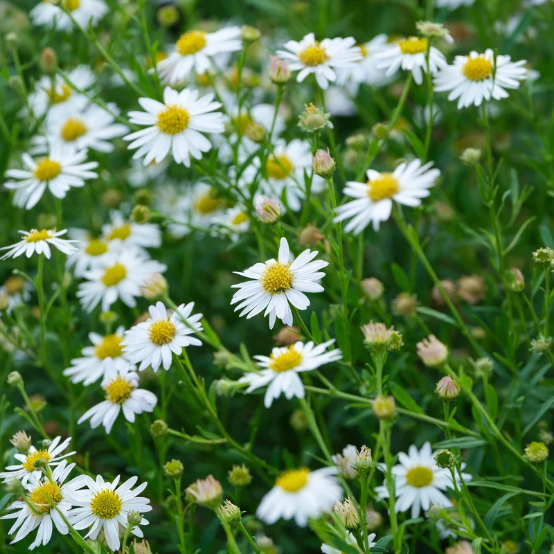 Schönaster 'Alba'