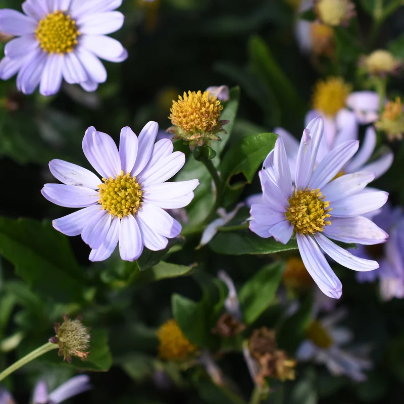 Schönaster 'Alba'