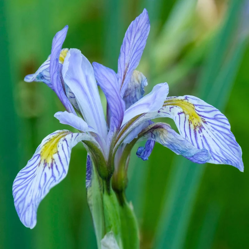 Schwertlilie 'Perry's Blue'