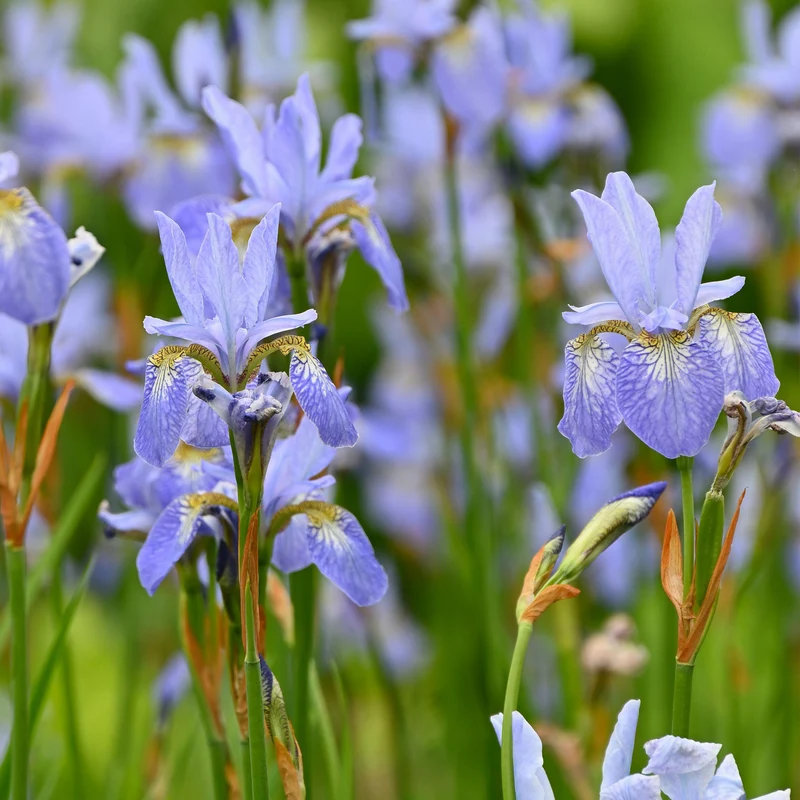 Schwertlilie 'Perry's Blue'