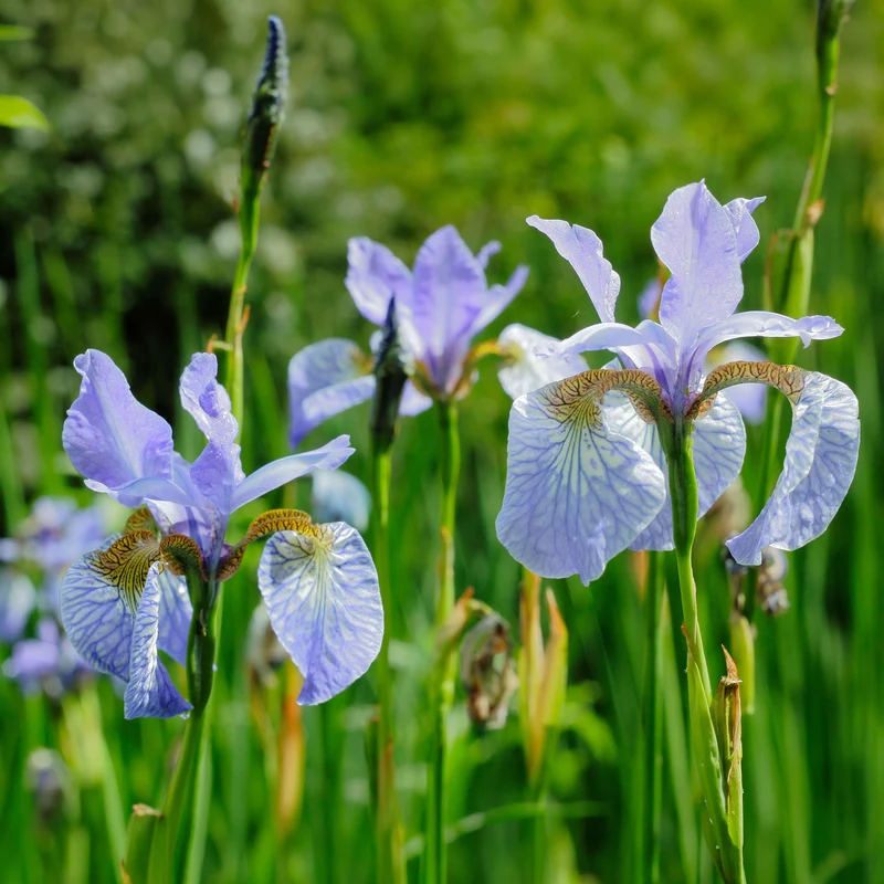 Schwertlilie 'Perry's Blue'
