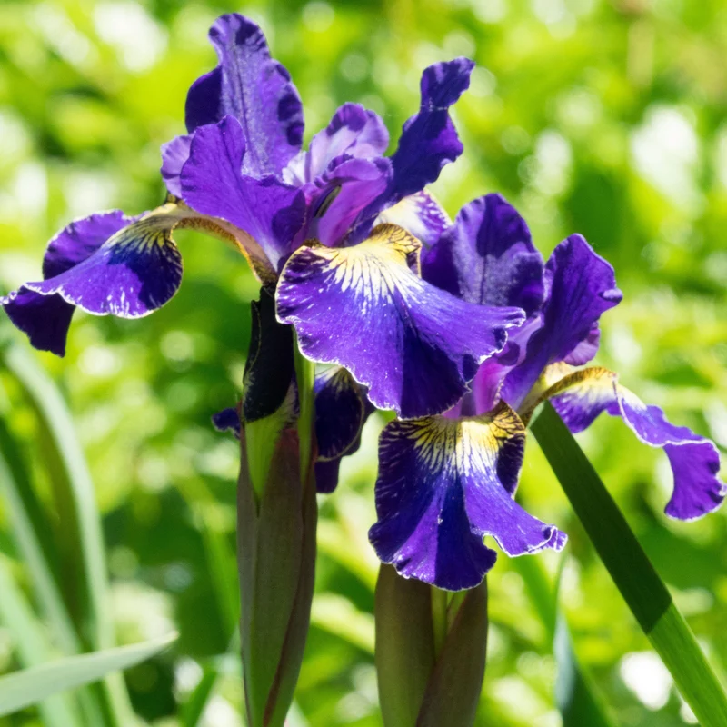 Schwertlilie 'Blue King'