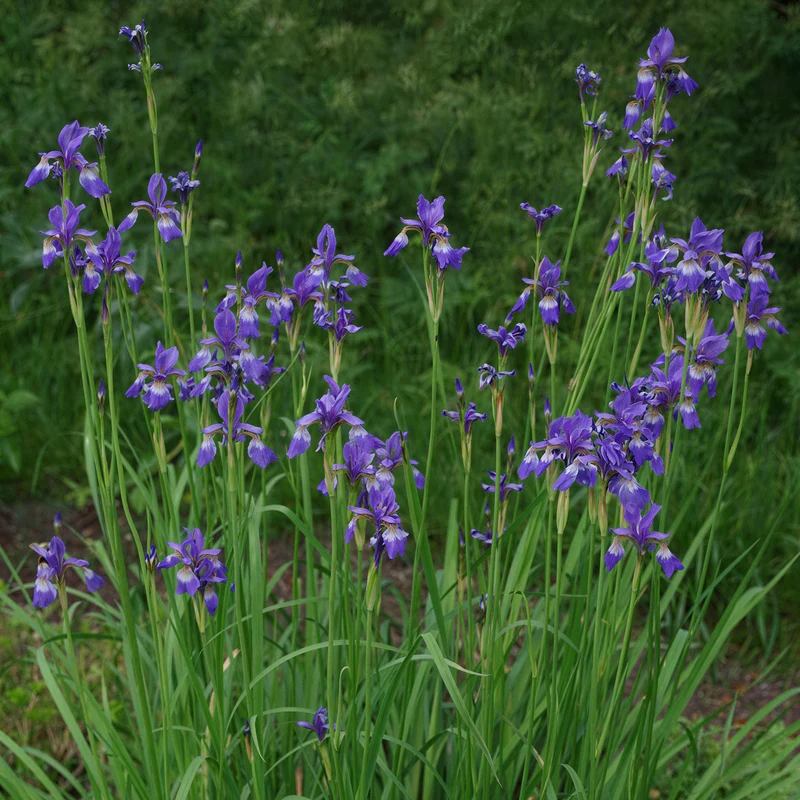 Schwertlilie 'Blue King'