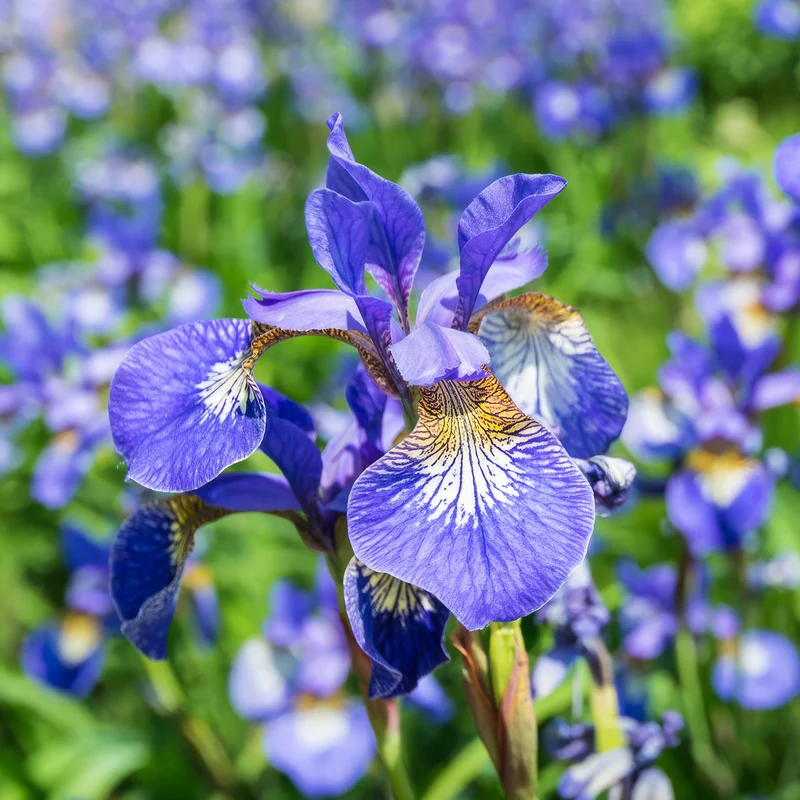 Schwertlilie 'Blue King'
