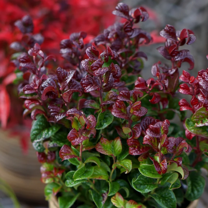 Traubenheide 'Curly Red'