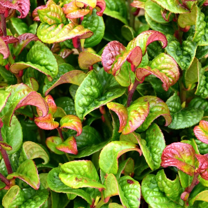 Traubenheide 'Curly Red'
