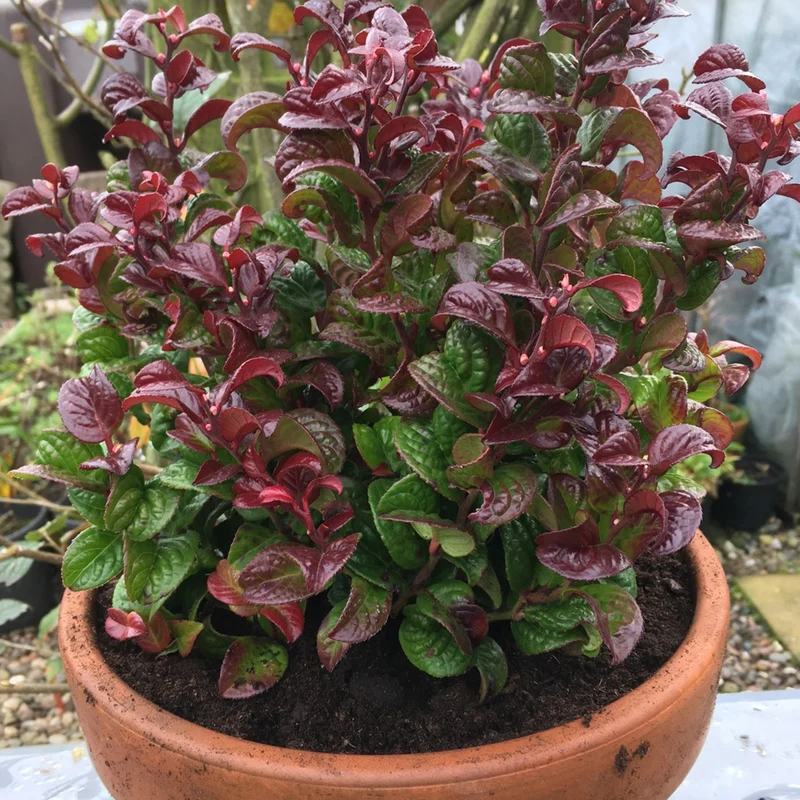 Traubenheide 'Curly Red'