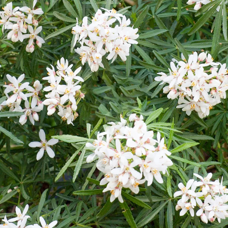 Orangenblume 'White Dazzler' Stämmchen