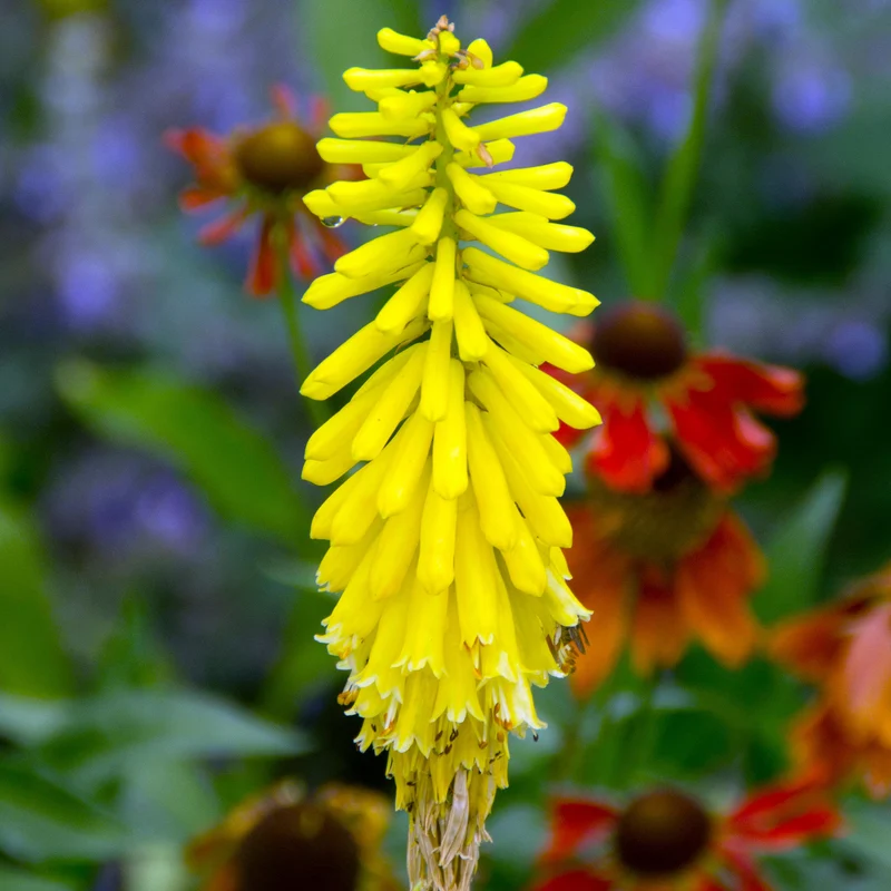 Fackellilie 'Lemon Popsicle'