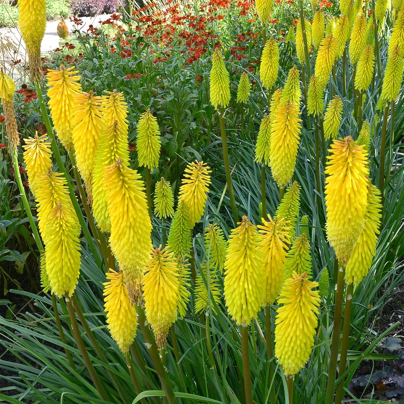 Fackellilie 'Lemon Popsicle'