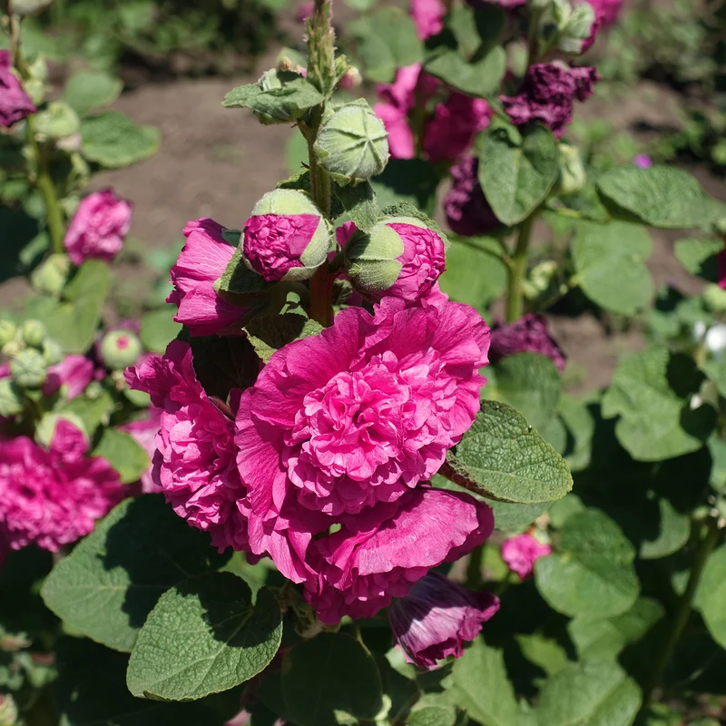 Stockrose 'Chater's Double Rose'