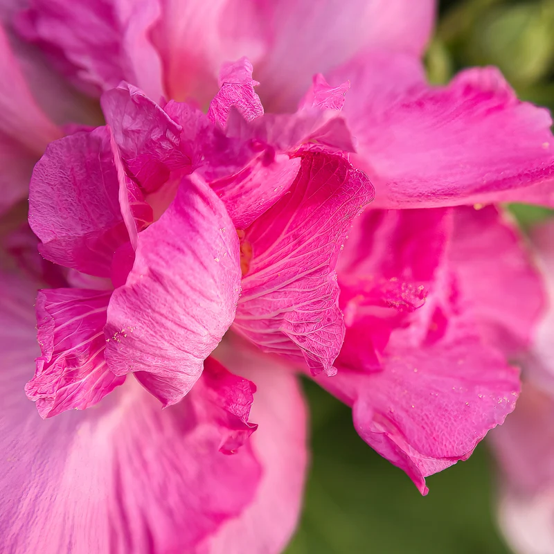 Stockrose 'Chater's Double Rose'