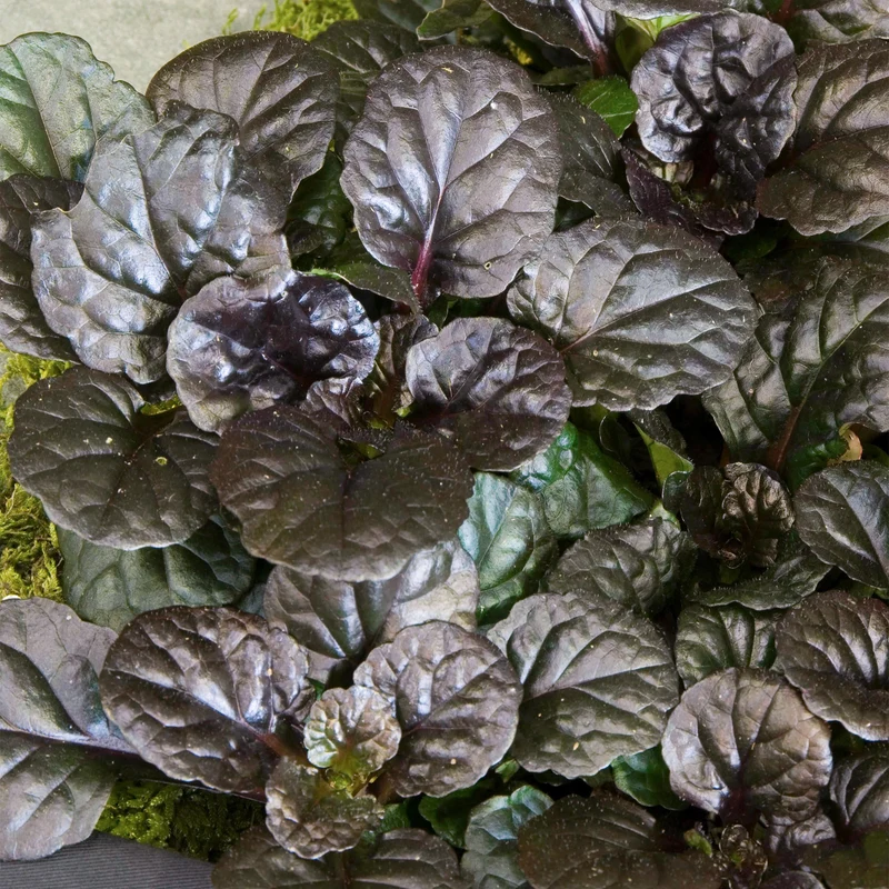 Kriechender Günsel 'Black Scallop'