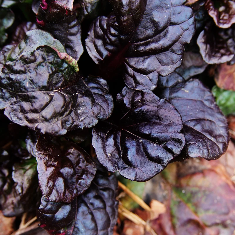 Kriechender Günsel 'Black Scallop'