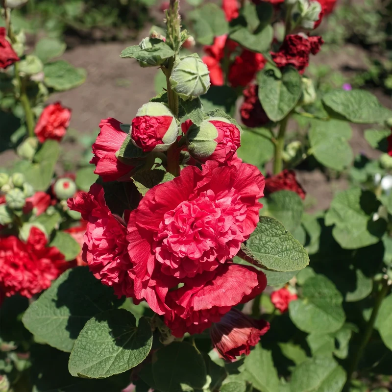 Stockrose 'Chater's Double Scarlet'