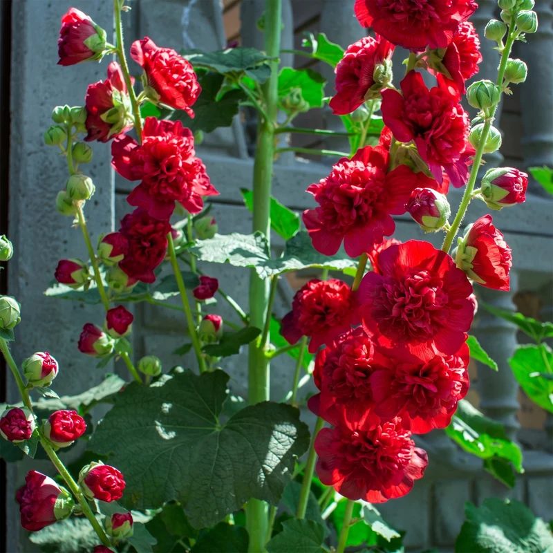 Stockrose 'Chater's Double Scarlet'