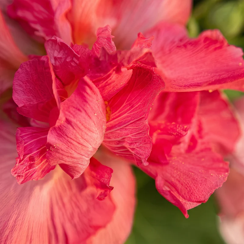 Stockrose 'Chater's Double Scarlet'