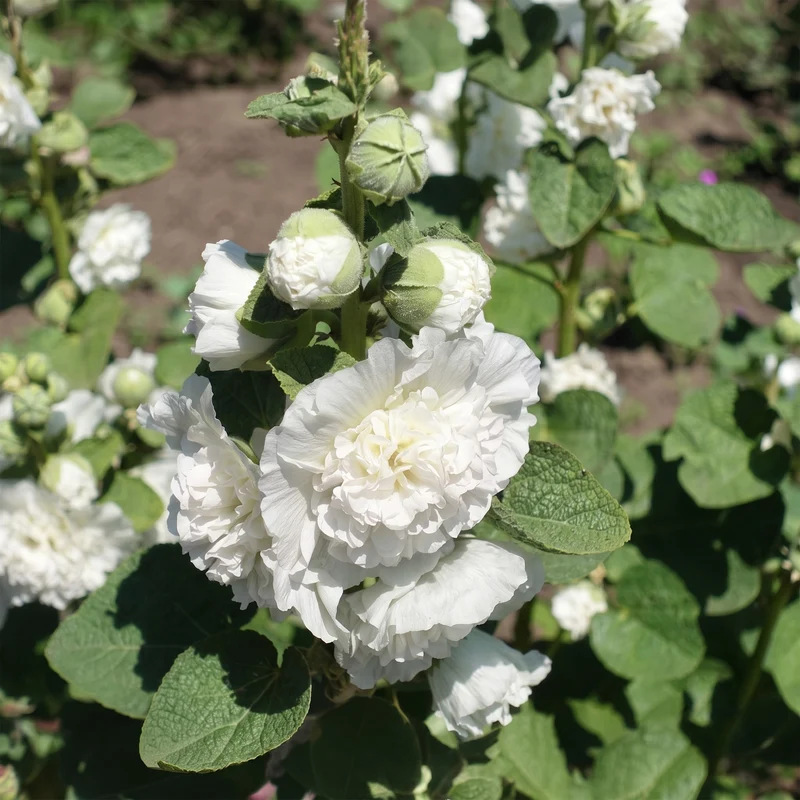 Stockrose 'Chater's Double White'