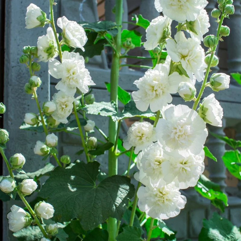 Stockrose 'Chater's Double White'