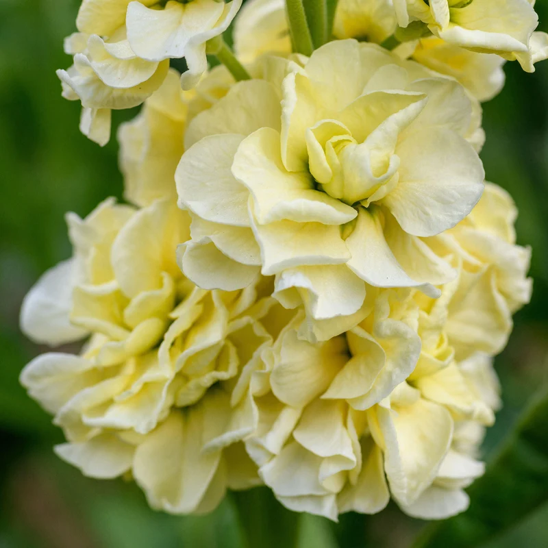 Stockrose 'Chater's Double Yellow'