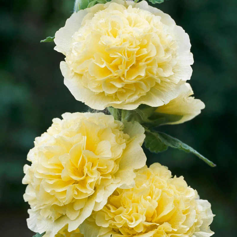 Stockrose 'Chater's Double Yellow'